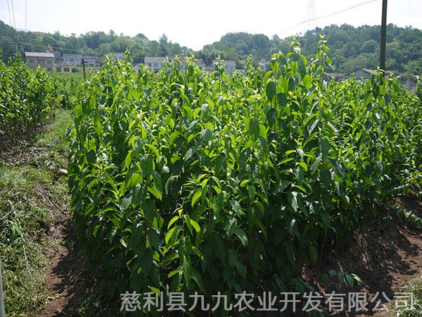 本地優(yōu)選2年苗(價(jià)格面議）