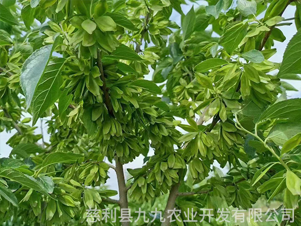 杜仲苗（華仲8號(hào)）