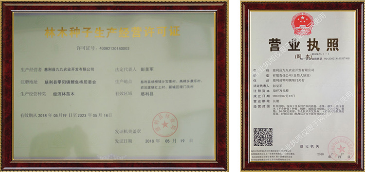 慈利縣九九農(nóng)業(yè)開(kāi)發(fā)有限公司,張家界粘木苗銷(xiāo)售,杜仲種植,苗木銷(xiāo)售